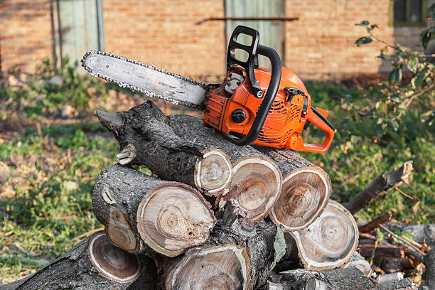 Trusted Lynnwood, WA Tree Service Experts